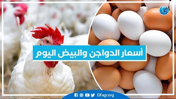 أسعار الدواجن والبيض اليوم السبت 9-9- 2023 محافظة الإسكندرية