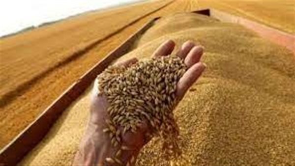 السعودية تقتنص 1.353 مليون طن من القمح في مناقصة استراتيجية