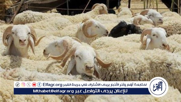 20 ألف رأس ماشية.. استعدادات التموين لاستقبال عيد الأضحى