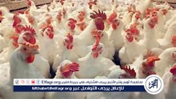 أسعار الدواجن والبيض اليوم الجمعة 27-9-2024 في الدقهلية