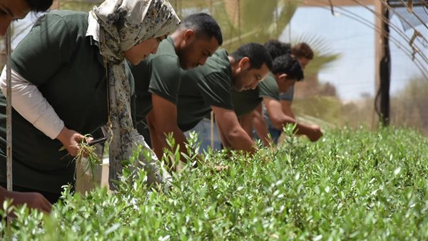 “برايد” يطلق حملة إعلامية إرشادية لنشر الطرق الصحيحة لجنى ثمار الزيتون بمطروح